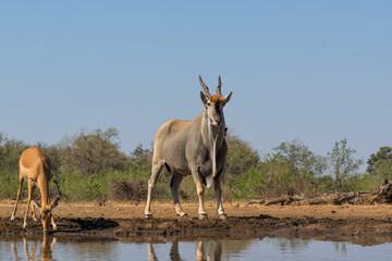 Common eland antelope (Taurotragus oryx) bull comming for a drink at a waterhole in Mashatu Game Reserve in the Tuli Block in Botswana