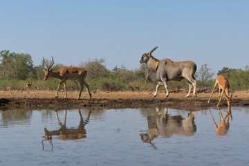 Common eland antelope (Taurotragus oryx) bull comming for a drink at a waterhole in Mashatu Game Reserve in the Tuli Block in Botswana