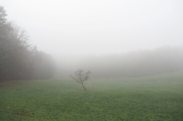 Obraz na płótnie Canvas Solitärbaum im Nebel, bei Mainhardt