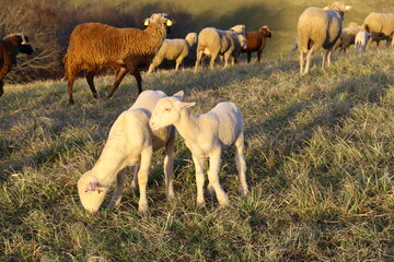 gros plan de deux agneaux blancs pâturant au milieu d'un troupeau de mouton dans la campagne en automne
