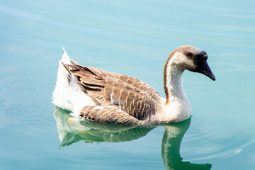 Brown white color goose swimming in lake background