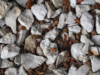 Kalksteine und Bucheckern, typisch für die Schwäbische Alb