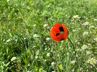 poppy in the field
