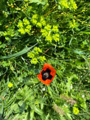 poppy in the field