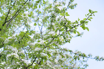 Pear blossom background. White pear flowers against a blue sky with clouds, selective soft focus. Abstract natural background. Template for postcards.