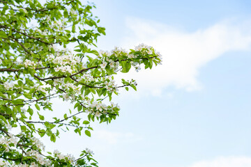 Blooming pear background. White pear flowers against a blue sky with clouds, selective soft focus. Abstract natural background, copy space. Template for postcards.
