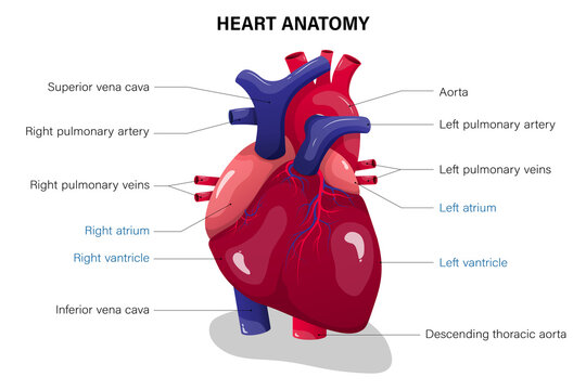 Anatomy of human heart. Medical education chart.