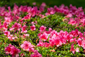 ツツジの花咲く石川県金沢市にある兼六園