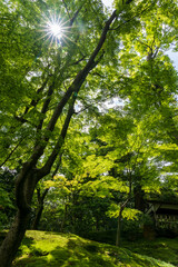 新緑に包まれて気持ちよい兼六園の山崎山