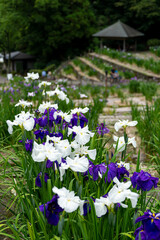 色とりどりの菖蒲や紫陽花が咲く卯辰山公園花菖蒲園