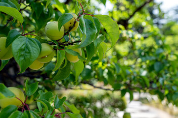 金沢の兼六園でたわわに実った梅