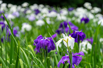 色とりどりの菖蒲や紫陽花が咲く卯辰山公園花菖蒲園
