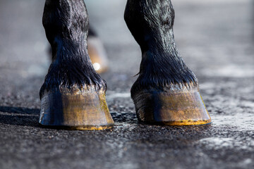 Horse hoof washing with water outdoors. Horse wet legs standing on nature background. - obrazy, fototapety, plakaty