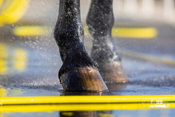 Horse hoof washing with water outdoors. Horse wet legs standing on nature background.