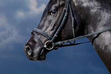 Arabian horse portrait on blue sky. Black horse head in bridle closeup looking on blue background.