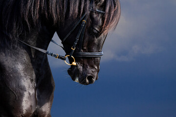 Arabian horse portrait on stormy sky. Black horse portrait in bridle closeup runs on dark blue background.