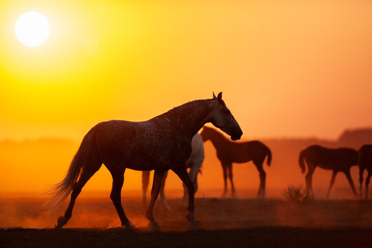 Silhouette group of horses in sunrise in field. Herd of Orlov trotter horses walking in meadow at sunrise.