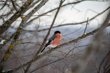 robin on a branch
