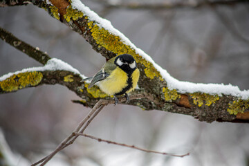 titmouse on a branch