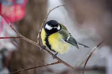 yellow wagtail on a branch