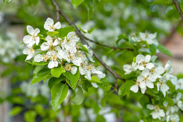 White flowers of a pear. Blossoming pear background, selective soft focus. Abstract natural background. Template for postcards.
