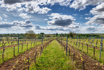Fototapeta na wymiar Weinreben mit jungen Trieben im Frühjahr mit blauen Wolkenhimmel