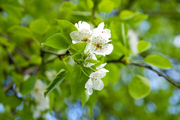 White flowers of a pear. Close-up pear blossom branch background in spring, selective soft focus....