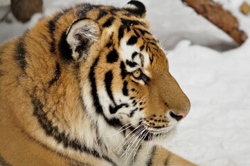 Animals - traditionally (since Aristotle) distinguished category of organisms, currently considered as a biological kingdom.