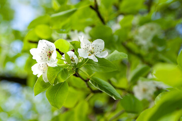 White pear flowers. Close-up pear blossom background in spring, selective soft focus. Abstract natural background. Template for postcards.