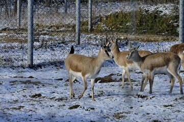 Naklejka premium Animals - traditionally (since Aristotle) distinguished category of organisms, currently considered as a biological kingdom.