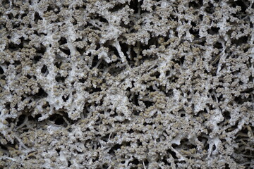 Brushwood with thick salt crust in a healthcare graduation tower (Gradierwerk) (horizontal), Bad Salzdetfurth, Lower Saxony, Germany