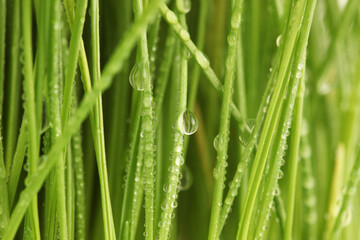 Fototapeta na wymiar Selective soft focus blur green grass with water drop. Nature horizontal background.