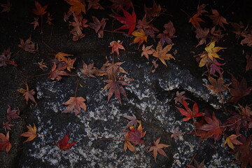 落ち葉　紅葉