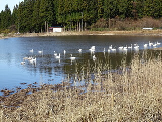 白鳥のいる農村風景