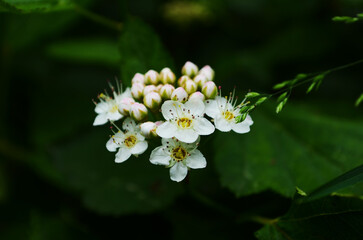 Oak-leaved spirea Spiraea chamaedryfolia blooms luxuriantly with small white flowers in the garden