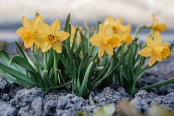 Dwarf daffodil flowers in the garden in early spring