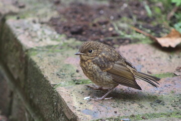 robin on a fence