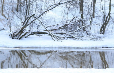The snow-covered river bank overgrown with trees