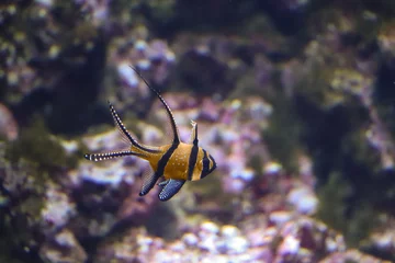 Deurstickers Fish aquarium © Vera