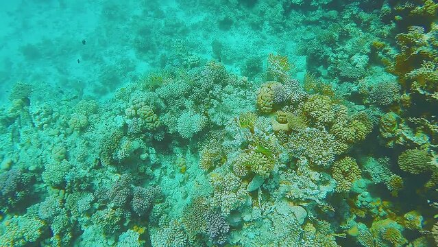 A large coral reef in the azure transparent sea water swims nearby fish. Underwater video