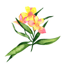 Exotic Alstroemeria flower, watercolor drawing, isolated on white 