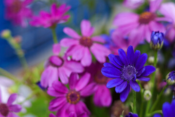 Purple and pink daisies. Beautiful bloom of Osteospermum. Flower African Chamomile close-up. First Spring flowers. Soft focus. Floral background. Osteospermum ecklonis. Daisies are colorful