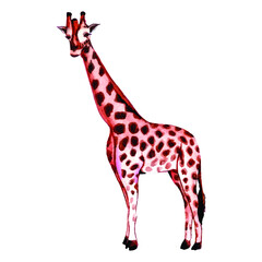 watercolor giraffe illustration