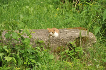 Nature is the world around us, not created by man. That which is primary, which appeared long before man. The natural habitat of man. Forests, mountains, seas, oceans, flora, fauna, and man himself.