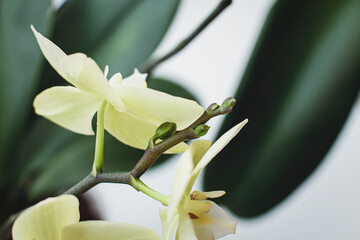 Orchid growing flowerbuds on old flowering spike, Phalaenopsis revolver blooming