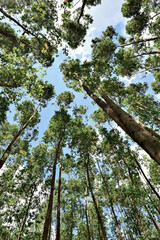 Floresta , arvores vista por baixo.