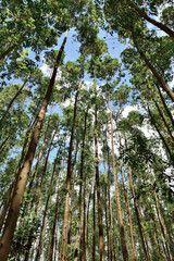 Floresta vista por baixo , arvores.