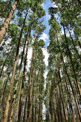 Fototapeta premium Floresta , arvores vista por baixo.