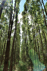 Floresta vista por baixo , arvores.