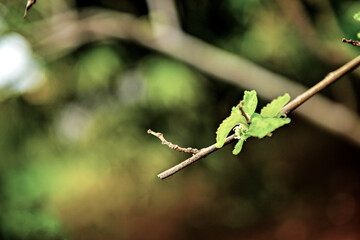 Broto verde. folha.